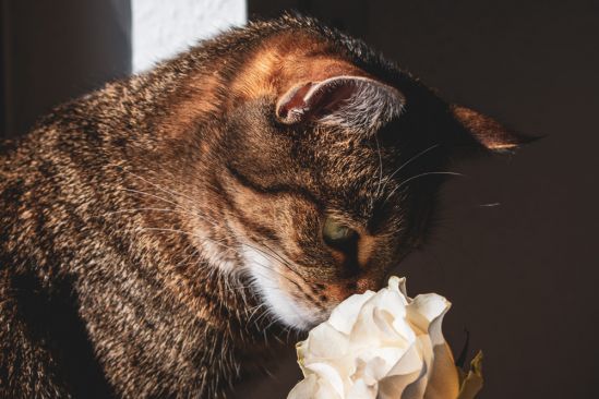 katze-frisst-rose
