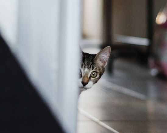 katze-aengstlich-versteckt-sich