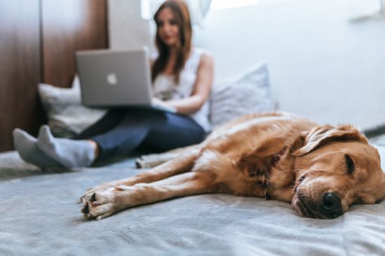 hund-schlafend-bett
