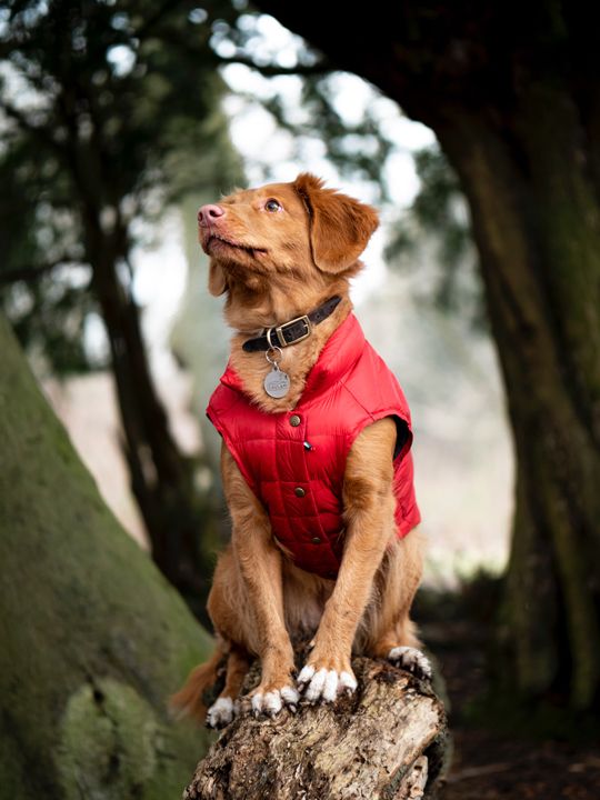 hund-sitzt-mit-rotem-hundemantel-auf-einem-baumstumpf