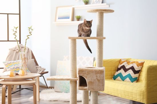 Getigerte Katze sitzt auf Kratzbaum