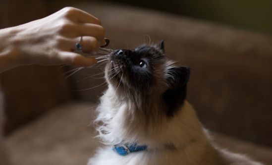 katze-mischfuetterung-titelbild
