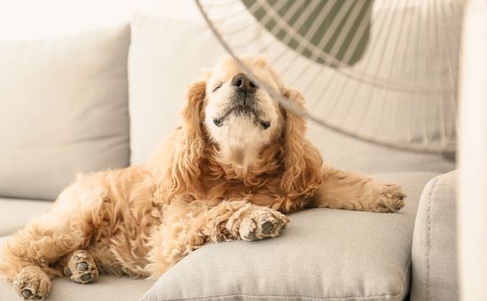 Hund_Abkuehlung_shutterstock_1599311395_Beitragsbild2tp