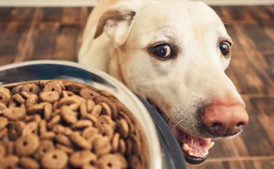 Hund_Mischfuetterung_shutterstock_1017566395_Beitragsbild_970x600