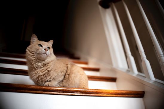 katze-indoor-treppe