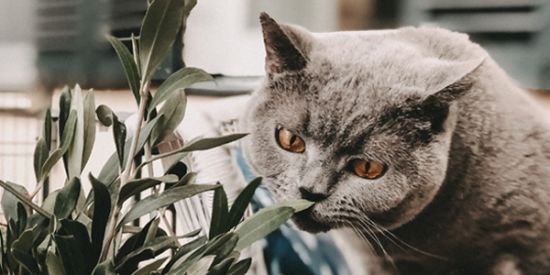 Katze-Olive
