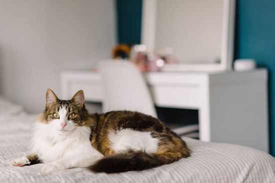 alte-katze-zuhause