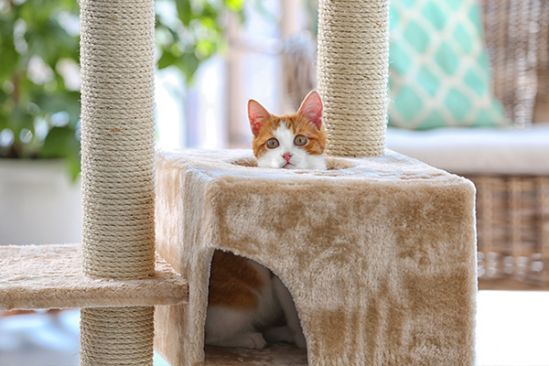 Katze streckt Kopf aus Kratzbaum-Höhle