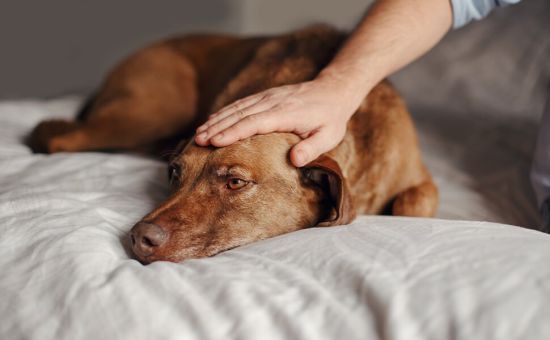 Hund_Abkuehlung_shutterstock_1662797308_Beitragsbild5tp