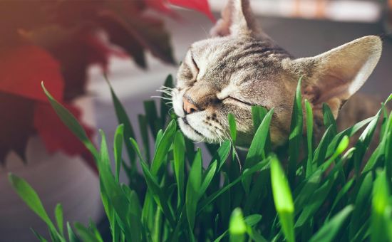 Katze_ungiftigePflanzen_shutterstock_550090216_Beitragsbild_970x600