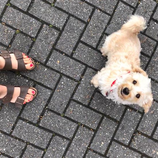 Jala-und-Bibi-Futterumstellung-VeggieDog1