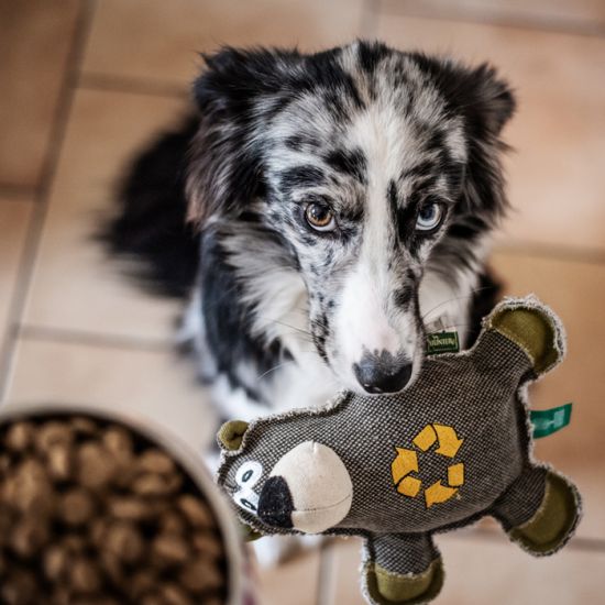 Barfen-Trockenfutter-Australian-Shepherd2