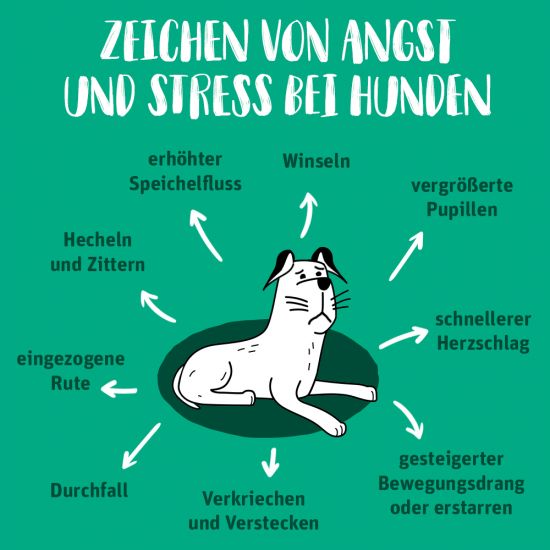 Infografik-Angst-Hunde_v02