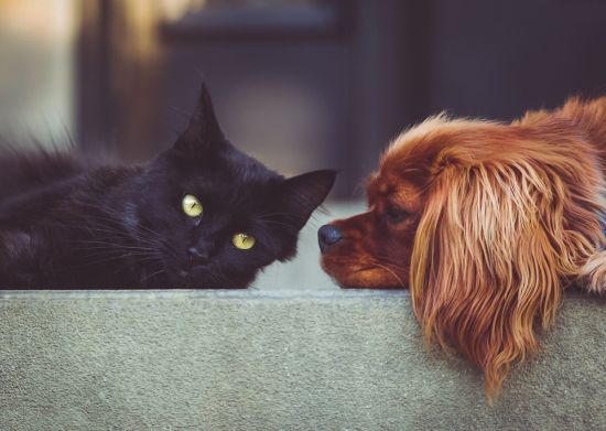 hund-katze-auf-couch