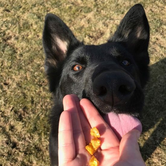 schwarzer-hund-bekommt-hundeleckerlis
