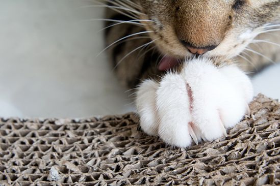 Katze kratzt an Wellpappe