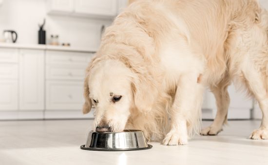 Hundefutter_Soja_shutterstock_1357029986_Beitragsbild3_970x600