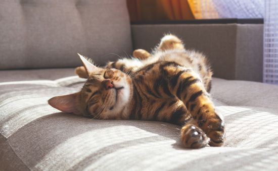Katze_Abkuehlung_shutterstock_2003685026_Beitragsbild3