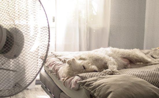 Hund_Abkuehlung_shutterstock_1753927763_Beitragsbild1tp