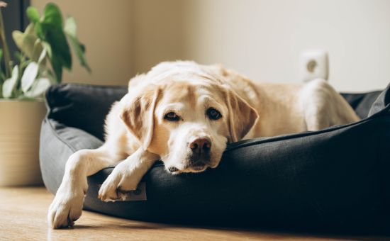 Hund_Senior_shutterstock_1985159456_Beitragsbild_970x600