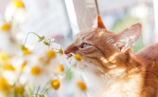Katze_ungiftigePflanzen_shutterstock_272806943_Beitragsbild_970x600