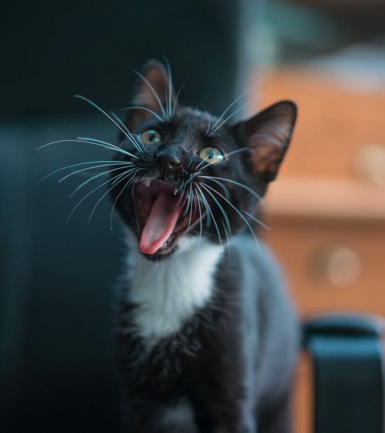 schwarze-katze-miaut