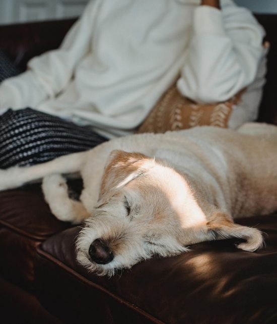 zwegschnauzer-liegt-neben-frauchen-auf-dem-sofa-und-schlaeft