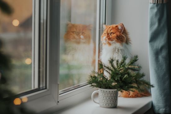 katze-schaut-aus-fenster