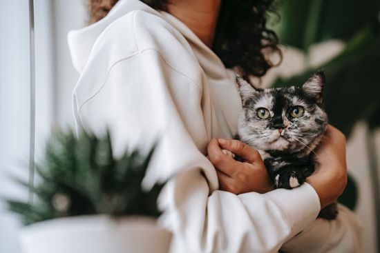 trauer-um-katze