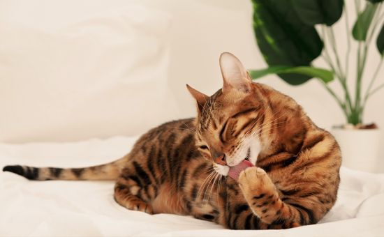 Katze_Abkuehlung_shutterstock_2075492962_Beitragsbild1