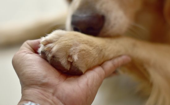 Hund_Futterbeutel_Training_shutterstock_1371613922_Beitragsbild_970x600