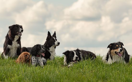 Hund_Senior_shutterstock_2001487274_Beitragsbild_970x600