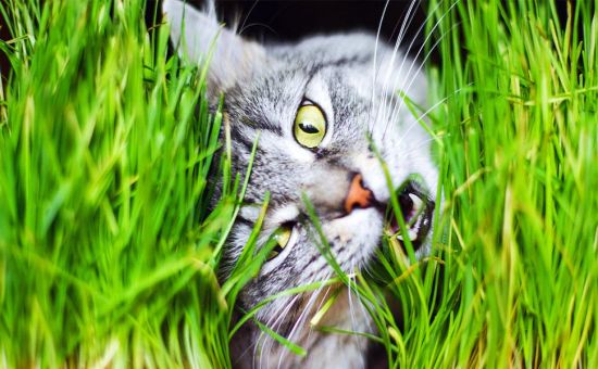 Katze_ungiftigePflanzen_shutterstock_1139902640_Beitragsbild_970x600