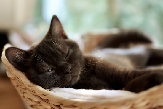 schlafende-katze