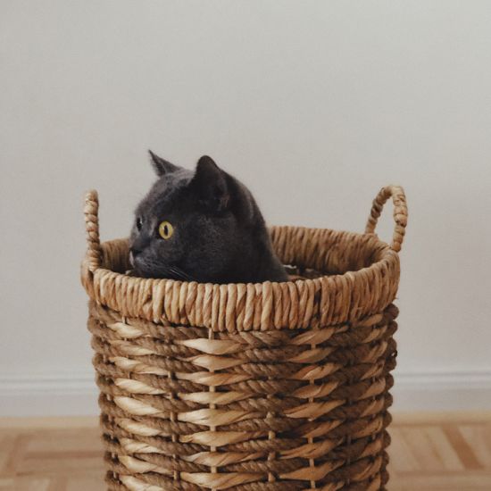 Katze-Korb