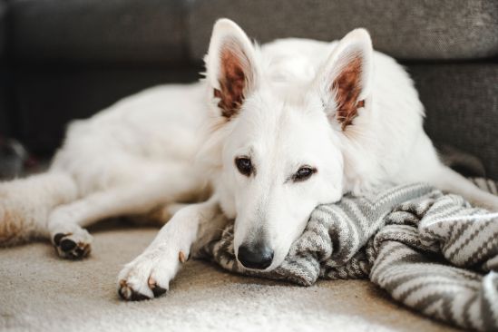 hund-mit-decke
