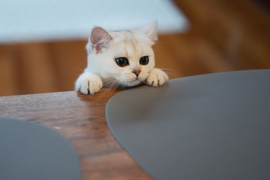 katze-an-tisch