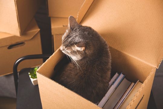 Katze-im-Umzugskarton