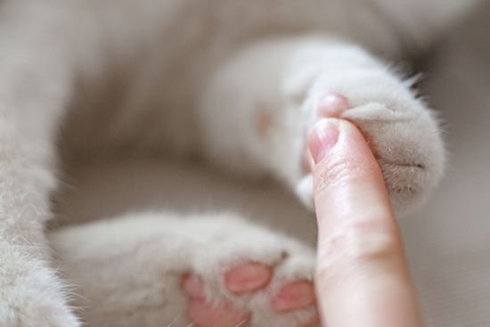 katzenpfote