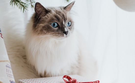 katze-weihnachten-geschenk