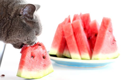Katze_Saisonakalender_shutterstock_1817392175_Beitragsbild_970x600