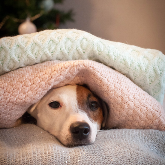 iStock-512623236