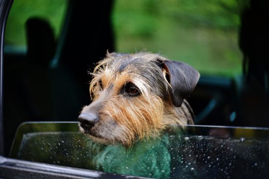 dog-4552100_1920