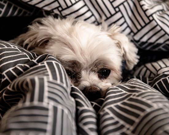 hund-kuschelt-sich-ein