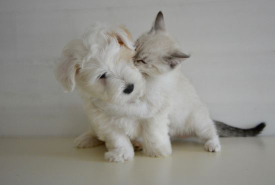 kitten-beisst-hund