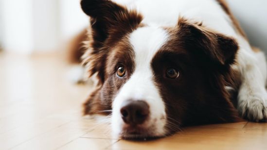 border-collie-gelangweilt