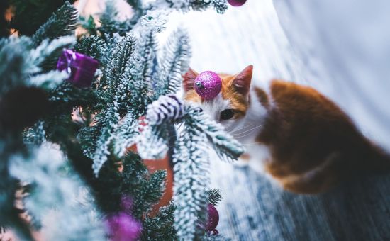 katze-weihnachtsbaum-schnee