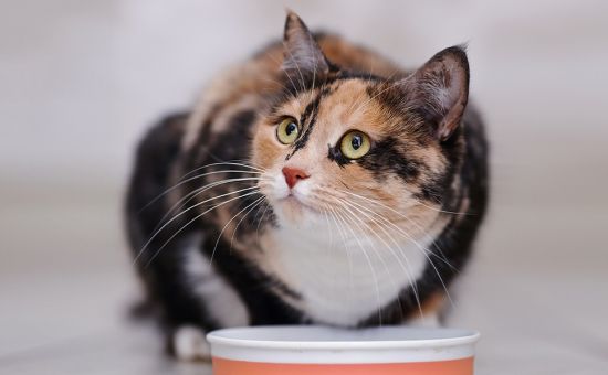 Katze_Rezepte_shutterstock_435505420_Beitragsbild2