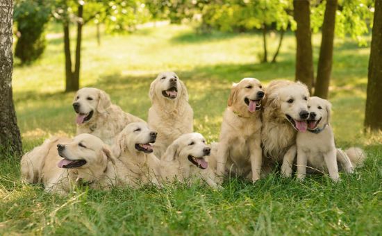 HundGeburtstag_shutterstock_540427093_Beitragsbild_970x600