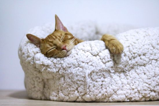 katze-im-bett